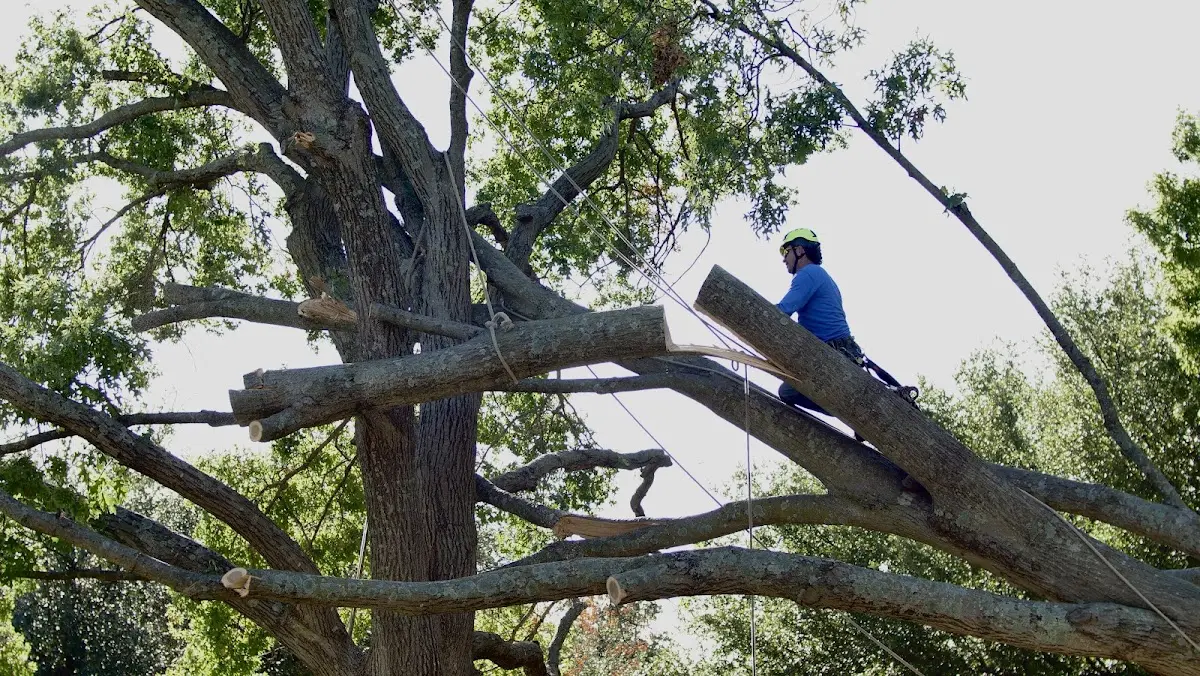 Professional Hazardous Tree Removal performed by certified arborists in Gheens